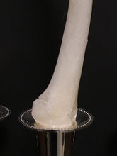 Hand Poured Human Radius Bone Candle